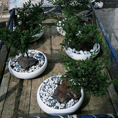 سفارش انواع گل و گلدان طبیعی آپارتمانی در محله هروی