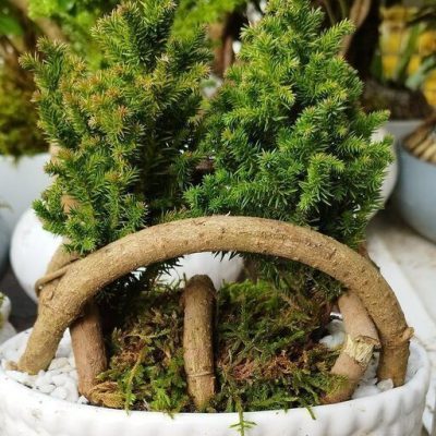 سفارش انواع گل و گلدان طبیعی آپارتمانی در محله مجید آباد