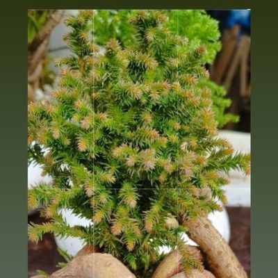 سفارش انواع گل و گلدان طبیعی آپارتمانی در محله اوقاف