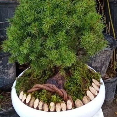 سفارش انواع گل و گلدان طبیعی آپارتمانی در محله خاک سفید