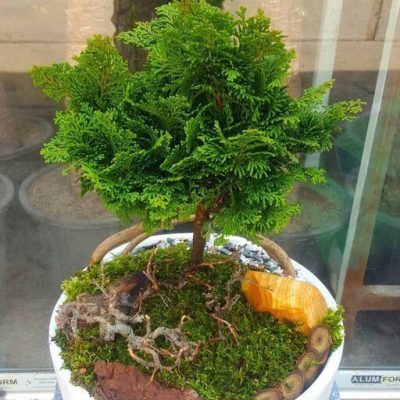 سفارش انواع گل و گلدان طبیعی آپارتمانی در محله میدان کتابی