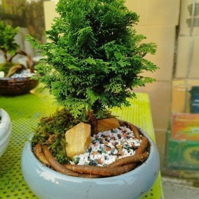 سفارش انواع گل و گلدان طبیعی آپارتمانی در محله ولیعصر