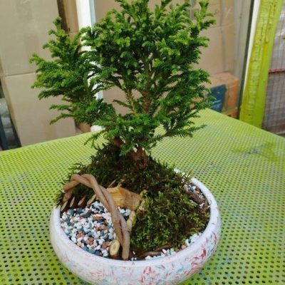 سفارش انواع گل و گلدان طبیعی آپارتمانی در محله بهبودی