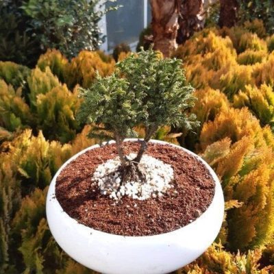 سفارش انواع گل و گلدان طبیعی آپارتمانی در محله مجیدیه