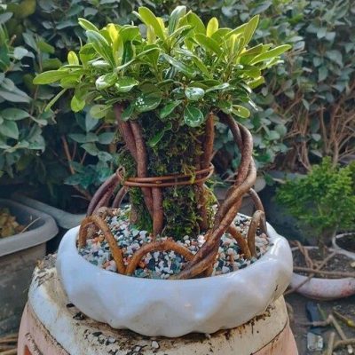 سفارش انواع گل و گلدان طبیعی آپارتمانی در محله اتوبان صدر