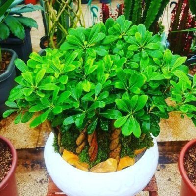 سفارش انواع گل و گلدان طبیعی آپارتمانی در محله بلوار ارتش