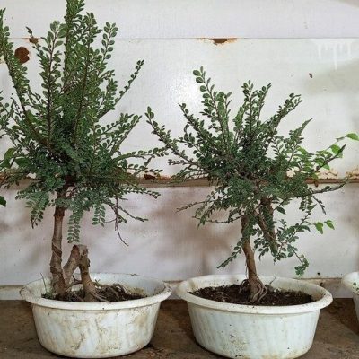 گل خانگی سبز