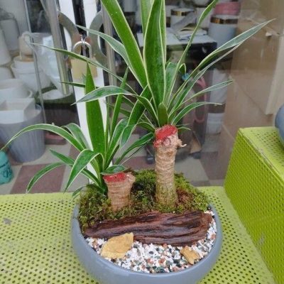گل خانگی سایه دوست