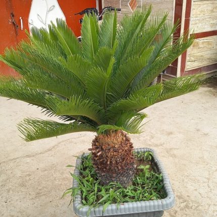 گل خانگی سرخس
