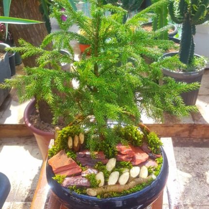 گل طبیعی زیبا خانگی