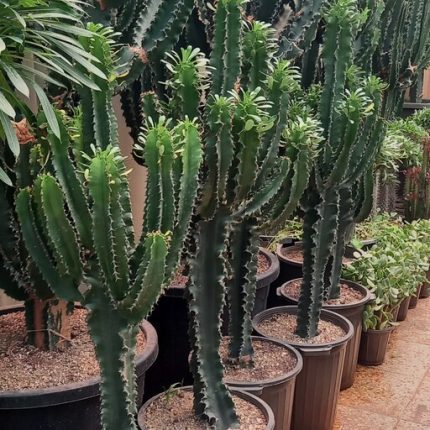 گل زینتی خانگی