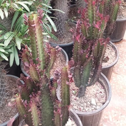 گل خانگی زیبا