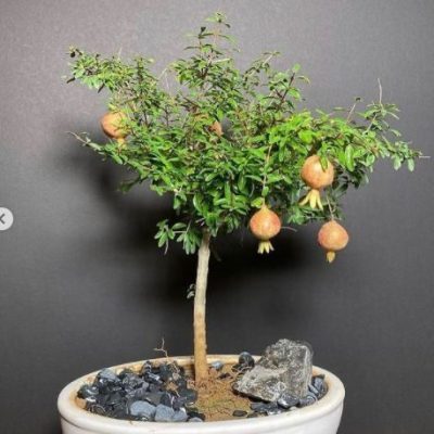 گل خانگی شبیه درخت