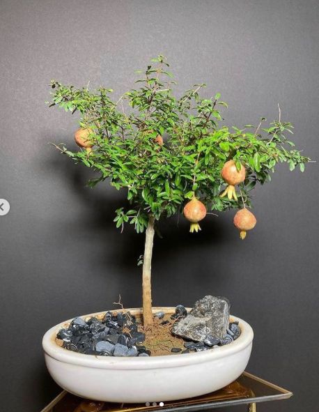 گل خانگی شبیه درخت