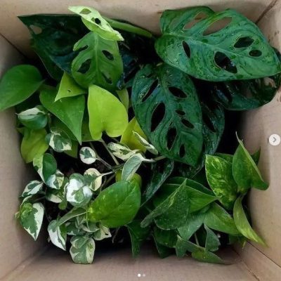 سفارش انواع گل و گلدان طبیعی آپارتمانی در محله اباذر