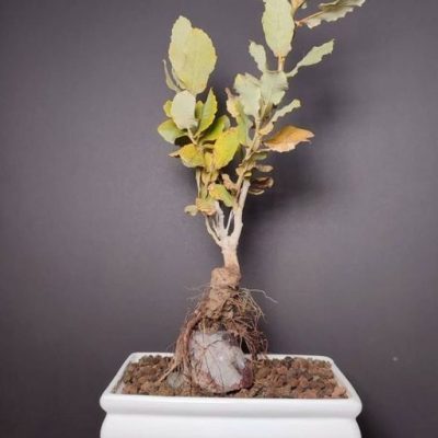 سفارش انواع گل و گلدان طبیعی آپارتمانی در محله پونک جنوبی