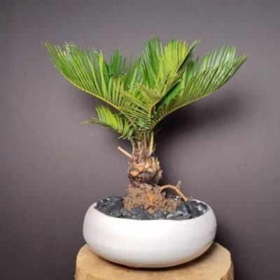 سفارش انواع گل و گلدان طبیعی آپارتمانی در محله کن