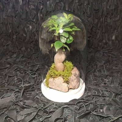 سفارش انواع گل و گلدان طبیعی آپارتمانی در محله زرگنده