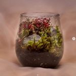 گیاه آپارتمانی که نور نمی‌خواهد