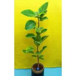 گل آپارتمانی با برگ درشت و ریز رنگی