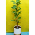 گل آپارتمانی با برگ درشت رنگی