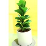 گل آپارتمانی برای تصفیه هوا