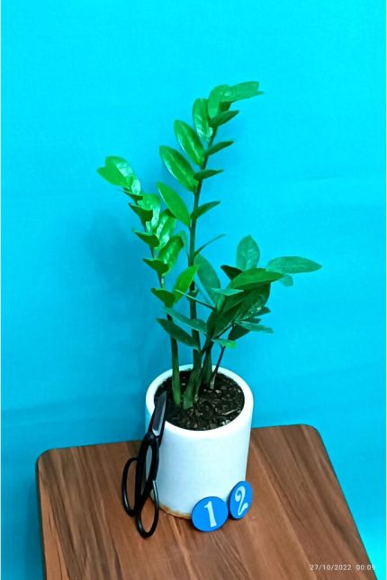 گل آپارتمانی زیتون
