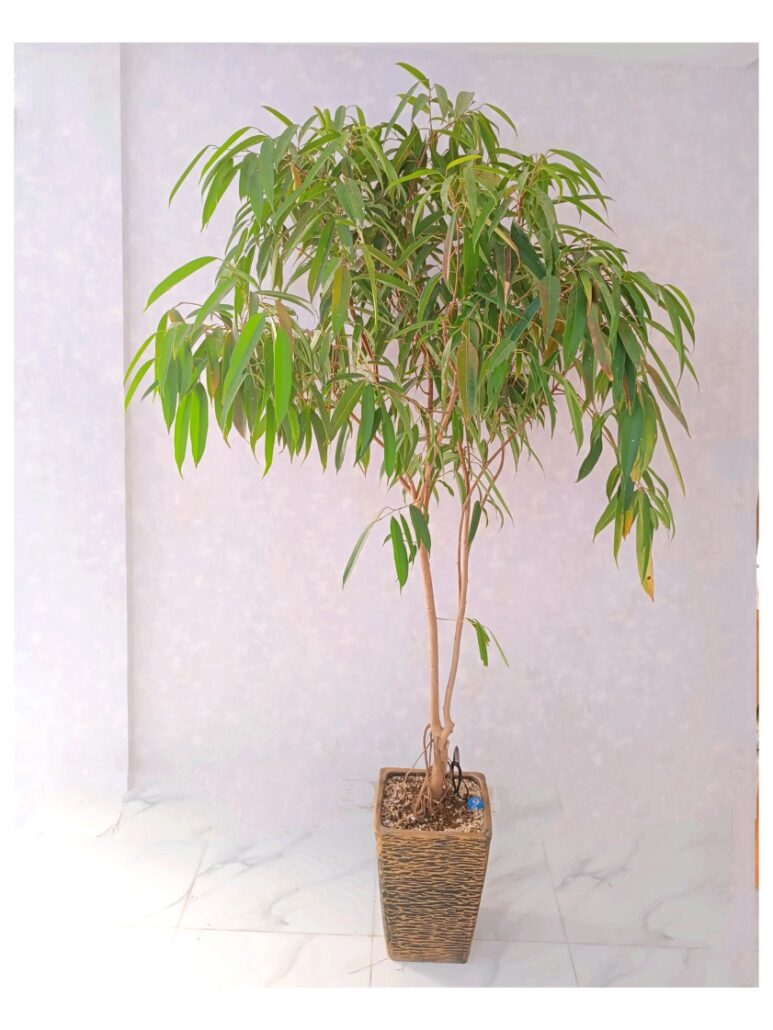 گل آپارتمانی زینتی