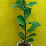 گل آپارتمانی غیر سمی