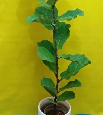 گل آپارتمانی غیر سمی