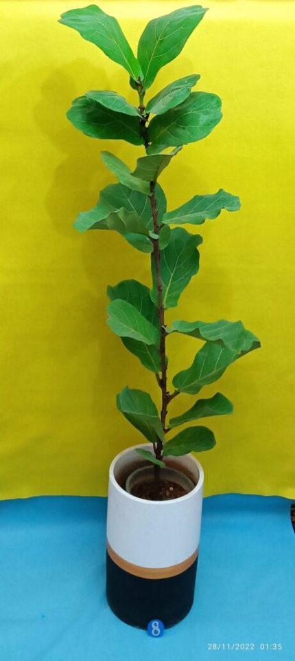 گل آپارتمانی غیر سمی