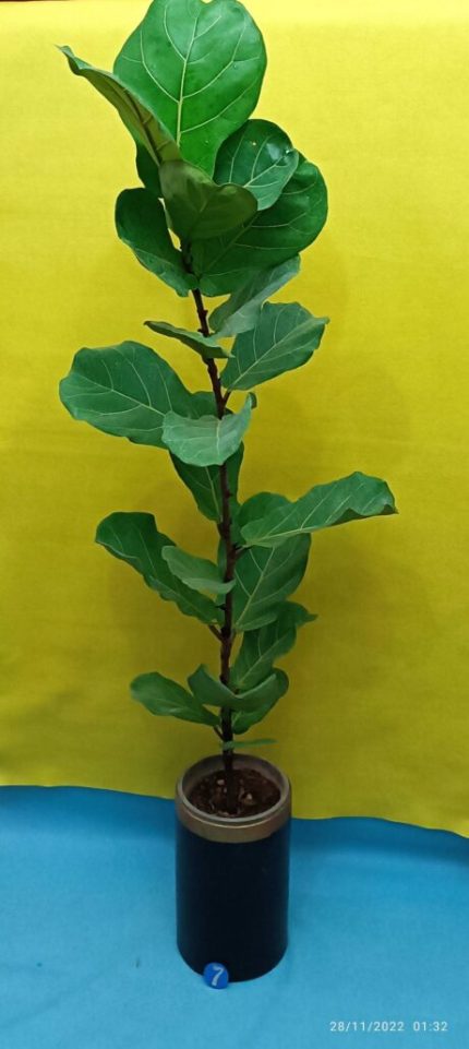 گل آپارتمانی عنکبوتی