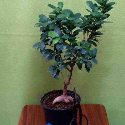 گل آپارتمانی فیکوس ابلق