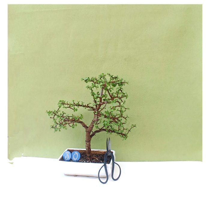 گل آپارتمانی گندمی