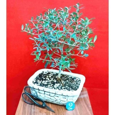 گل آپارتمانی اسپاتی فیلوم