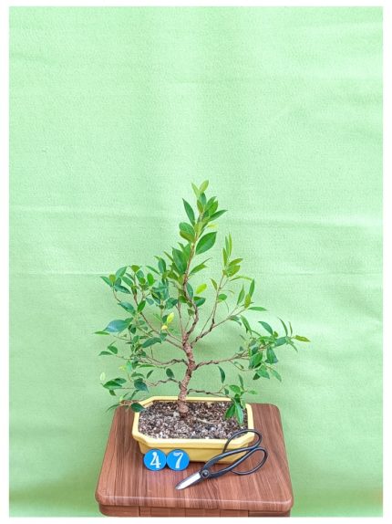گل آپارتمانی کالاتیا