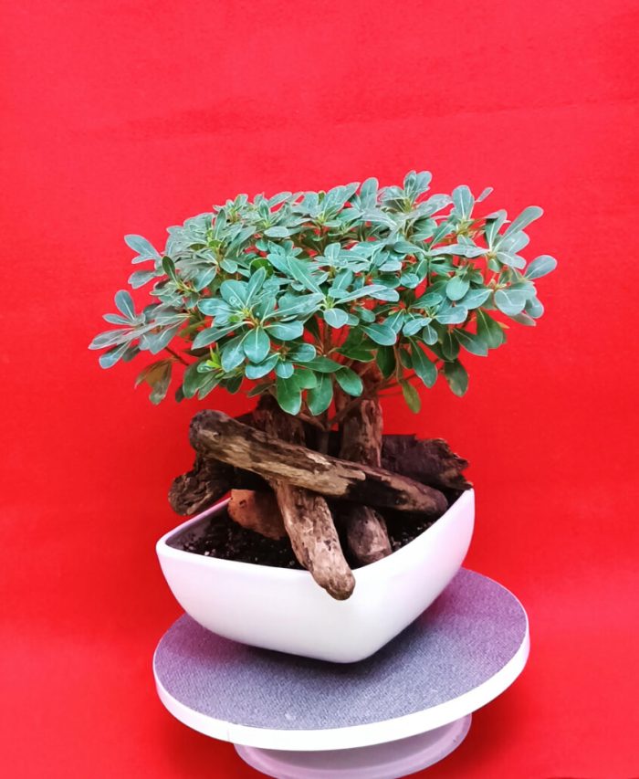 گلدان گل طبیعی برای کادو