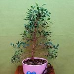 گل خانگی بدون نیاز به نور