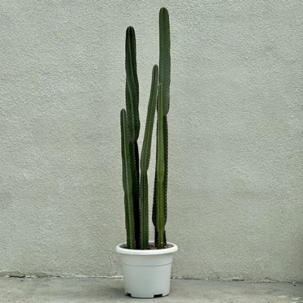 گیاه بونسای