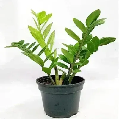 گل آپارتمانی سرخس