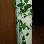 گل آپارتمانی پنجه‌ای