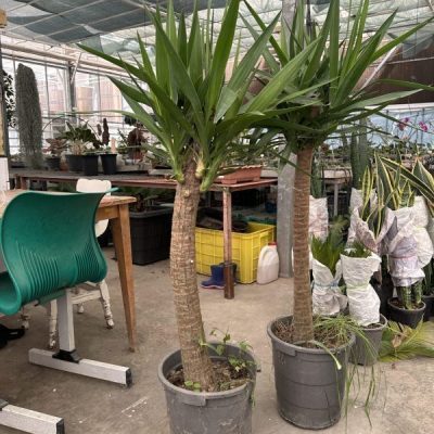 گل آپارتمانی طبقه‌ای