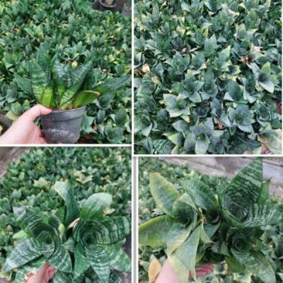 گل‌های آپارتمانی لیندا