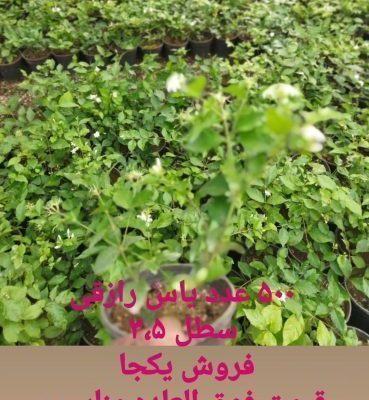 گل آپارتمانی سمی