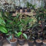خرید گل و گلدان هدیه برای تقدیر از سه دانشمند هسته‌ای