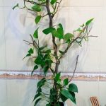 خرید گل و گلدان هدیه برای تقدیر از بخشدار