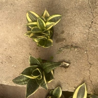 خرید گل و گلدان هدیه برای تقدیر از استاد ورزشی