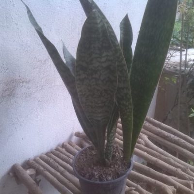 گل آپارتمانی سایه‌دوست