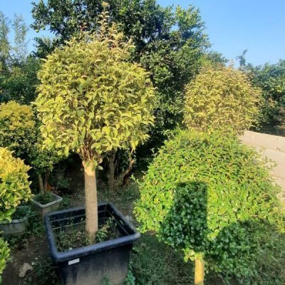 گل آپارتمانی درختچه‌ای