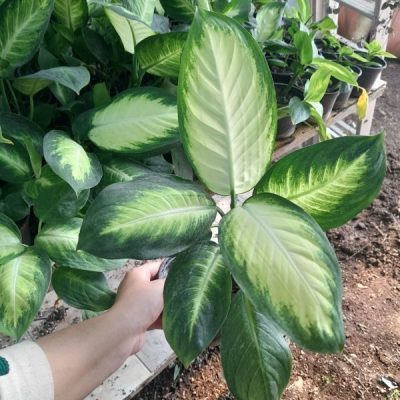 خرید گل و گلدان هدیه برای تقدیر از پیشکسوت ورزشی